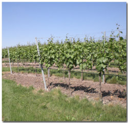 Weinberge Weingut Stein in lehrensteinsfeld
